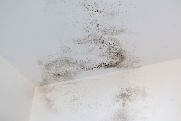 Wand mit Schimmelbefall